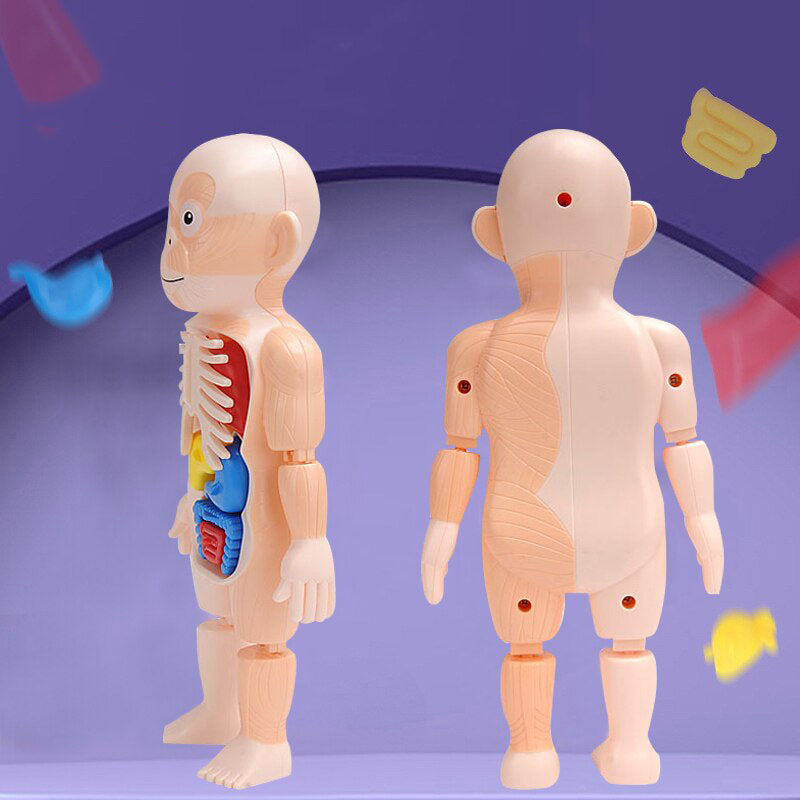 Human Organs Educational Model 1.4