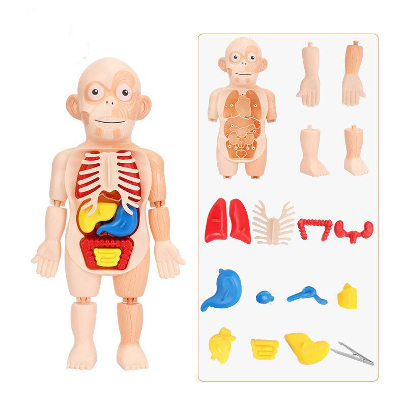 Human Organs Educational Model 1.4