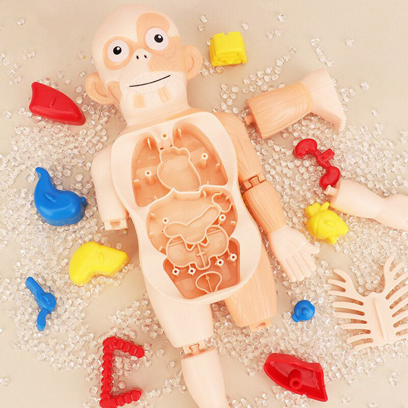 Human Organs Educational Model 1.4