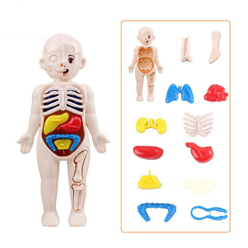 Human Organs Educational Model 1.4
