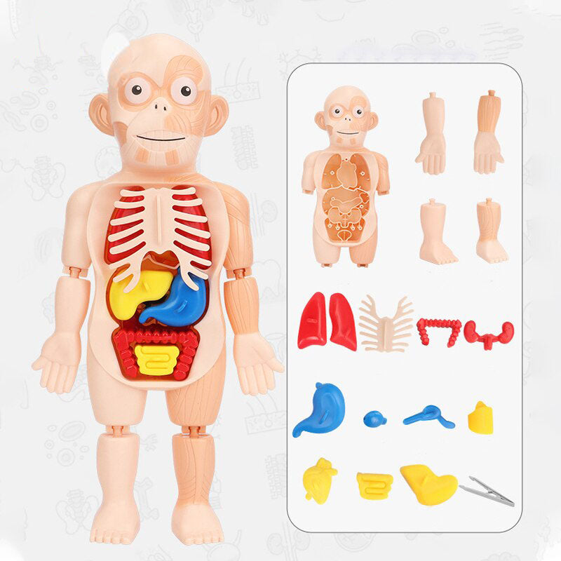 Human Organs Educational Model 1.4