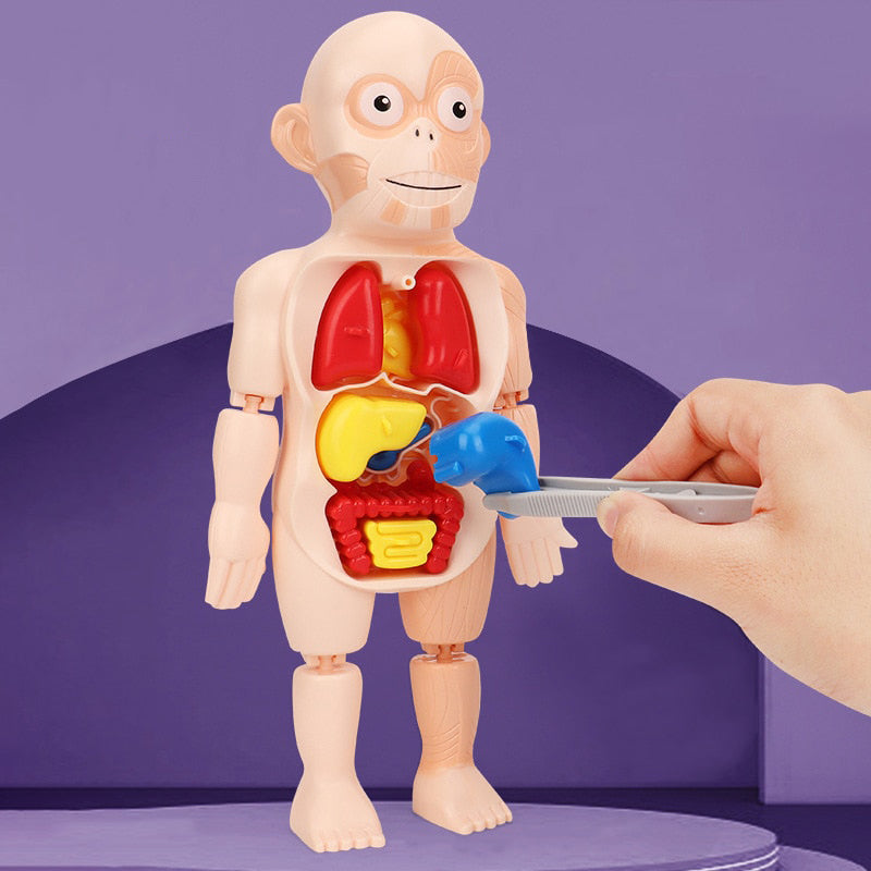 Human Organs Educational Model 1.4
